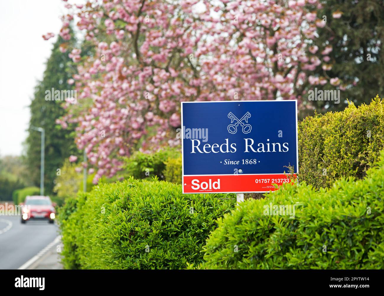 Sign: house sold by estate agent Reeds Rains, in springtime, England UK Stock Photo