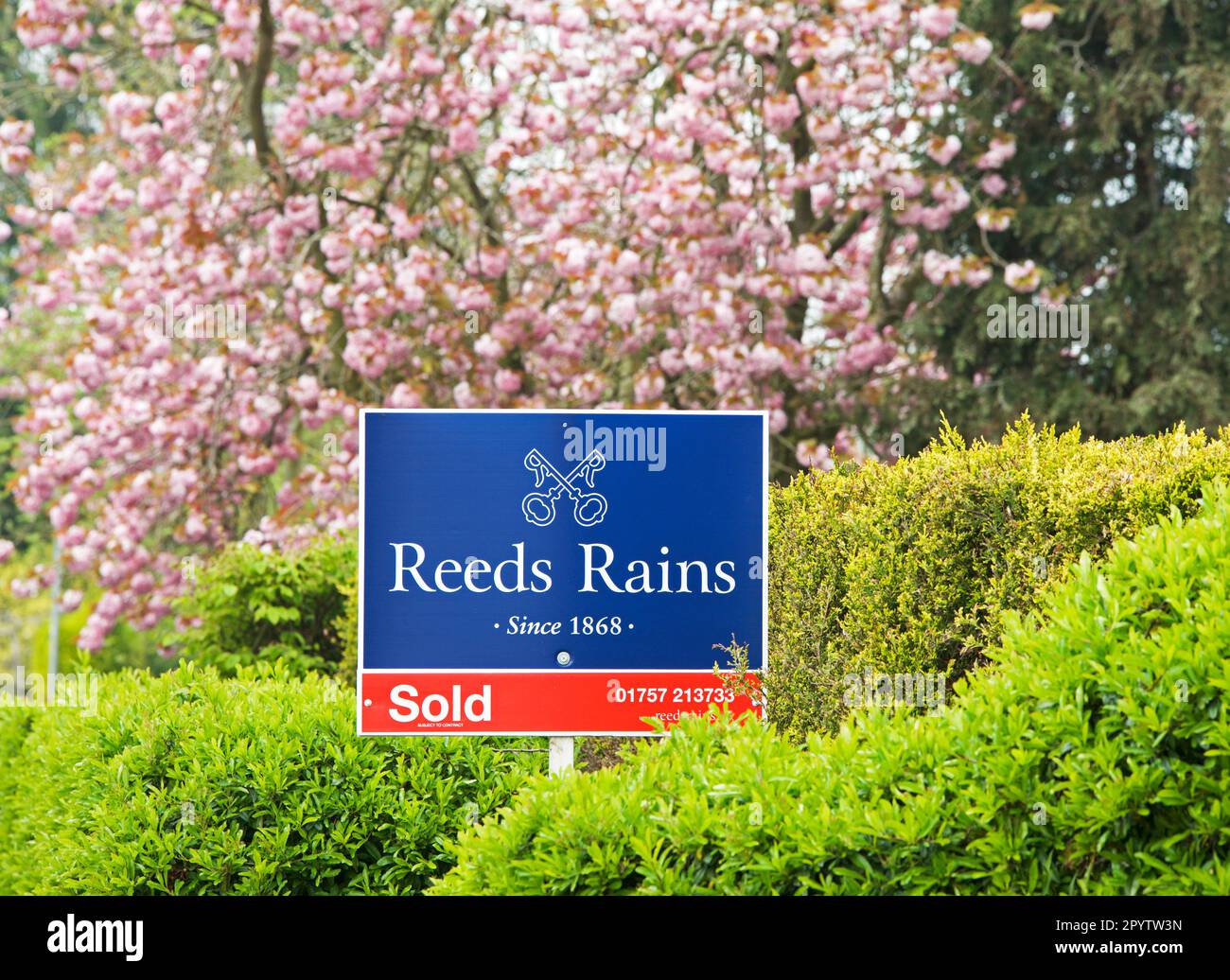 Sign: house sold by estate agent Reeds Rains, in springtime, England UK Stock Photo