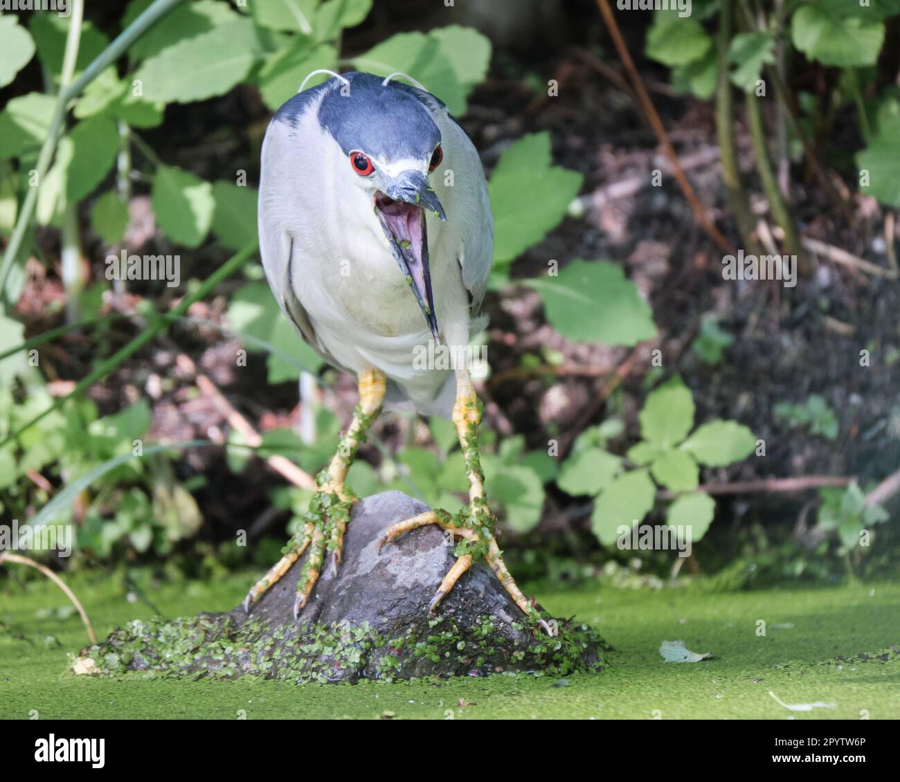 a black crownded night heron, nycticorax nycticorax,  with beak open standing on rocks while feeding from algeas Stock Photo