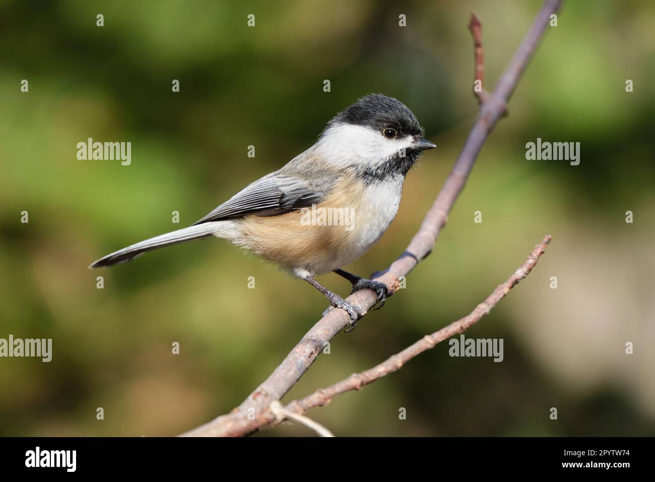Black-capped Chickadee, Poecile atricapillus, perched on a branch against autumn colours Stock Photo
