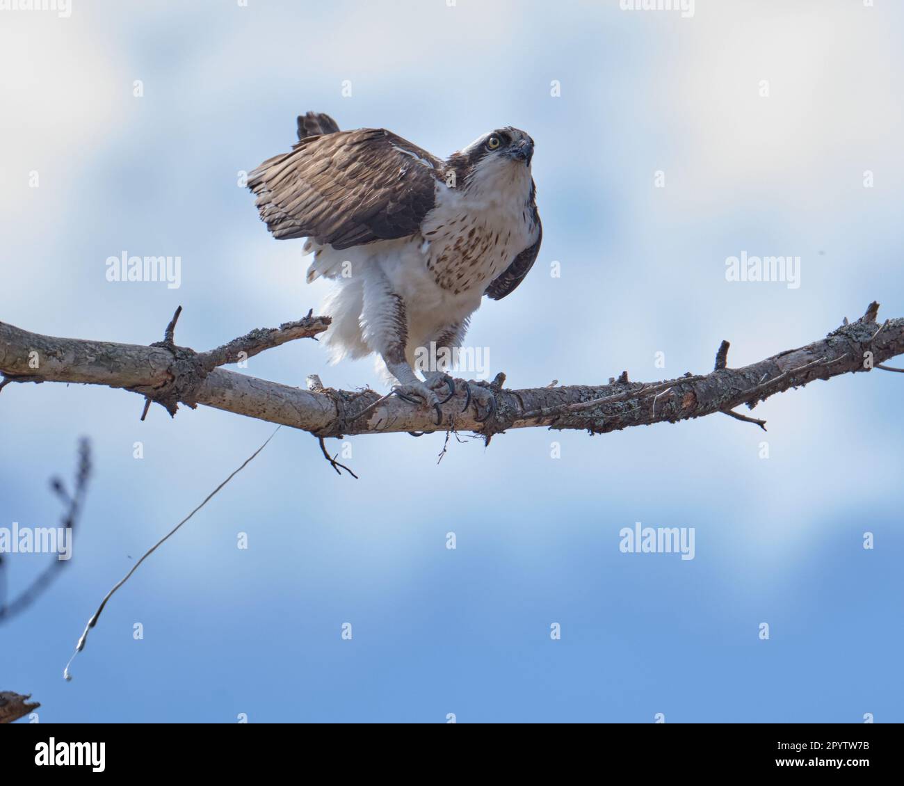 Osprey, Pandion haliaetus, seen from behind as it poops out Stock Photo