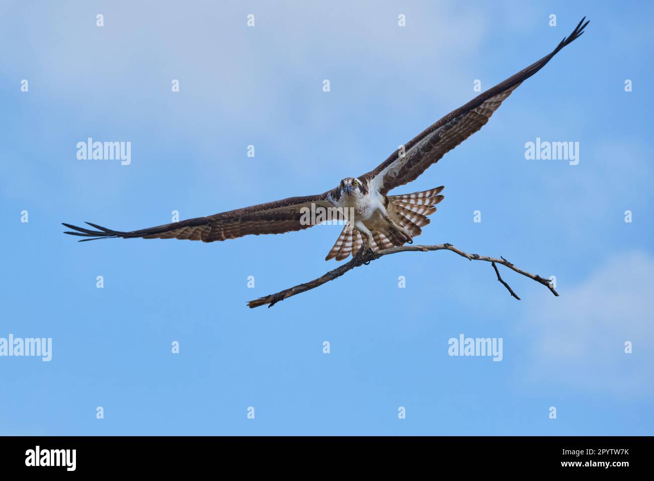 Osprey, Pandion haliaetus,  flying in to nest with branch as the set up in spring Stock Photo