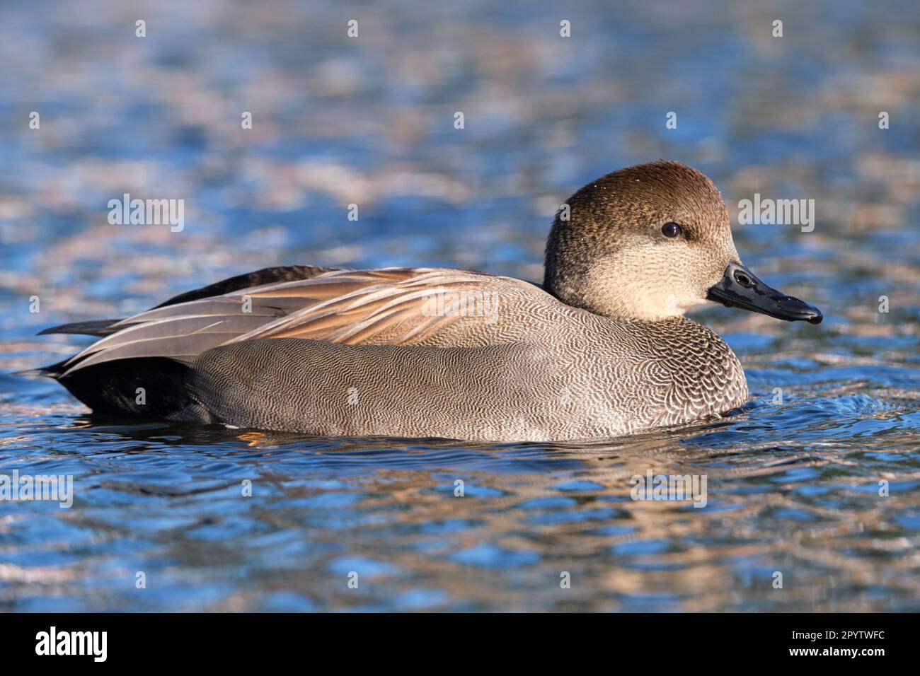 male Gadwall,  Mareca strepera, wading on pond water Stock Photo