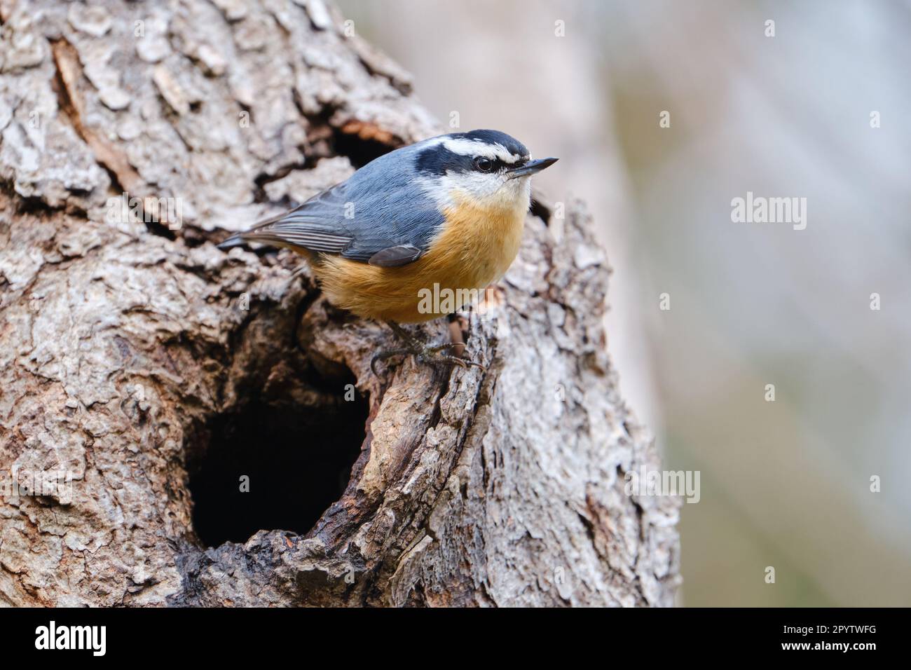 Red-breasted Nuthatch, Sitta canadensis, perched on trunk at exit of its nest Stock Photo