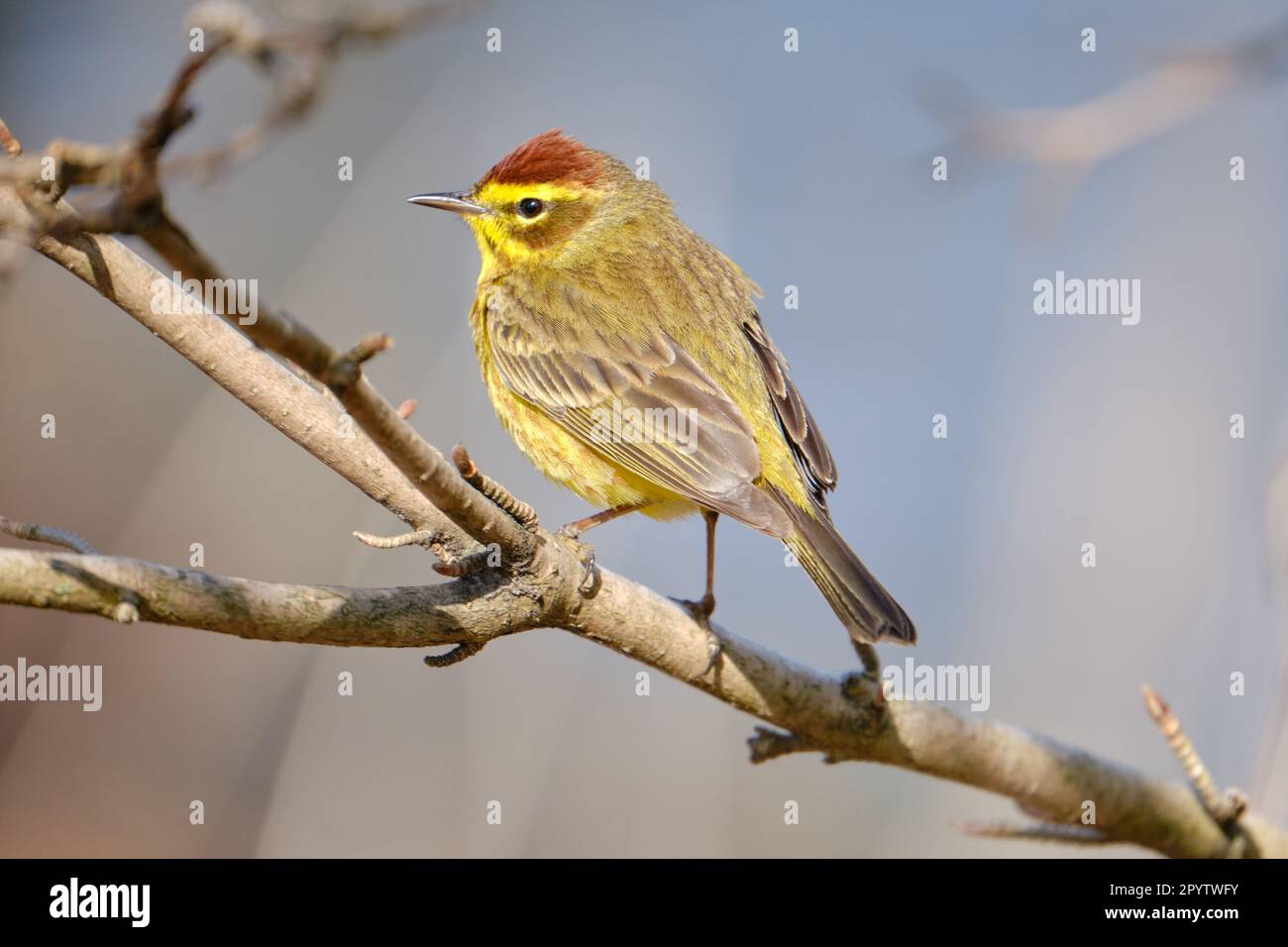palm warbler perched on branch Stock Photo