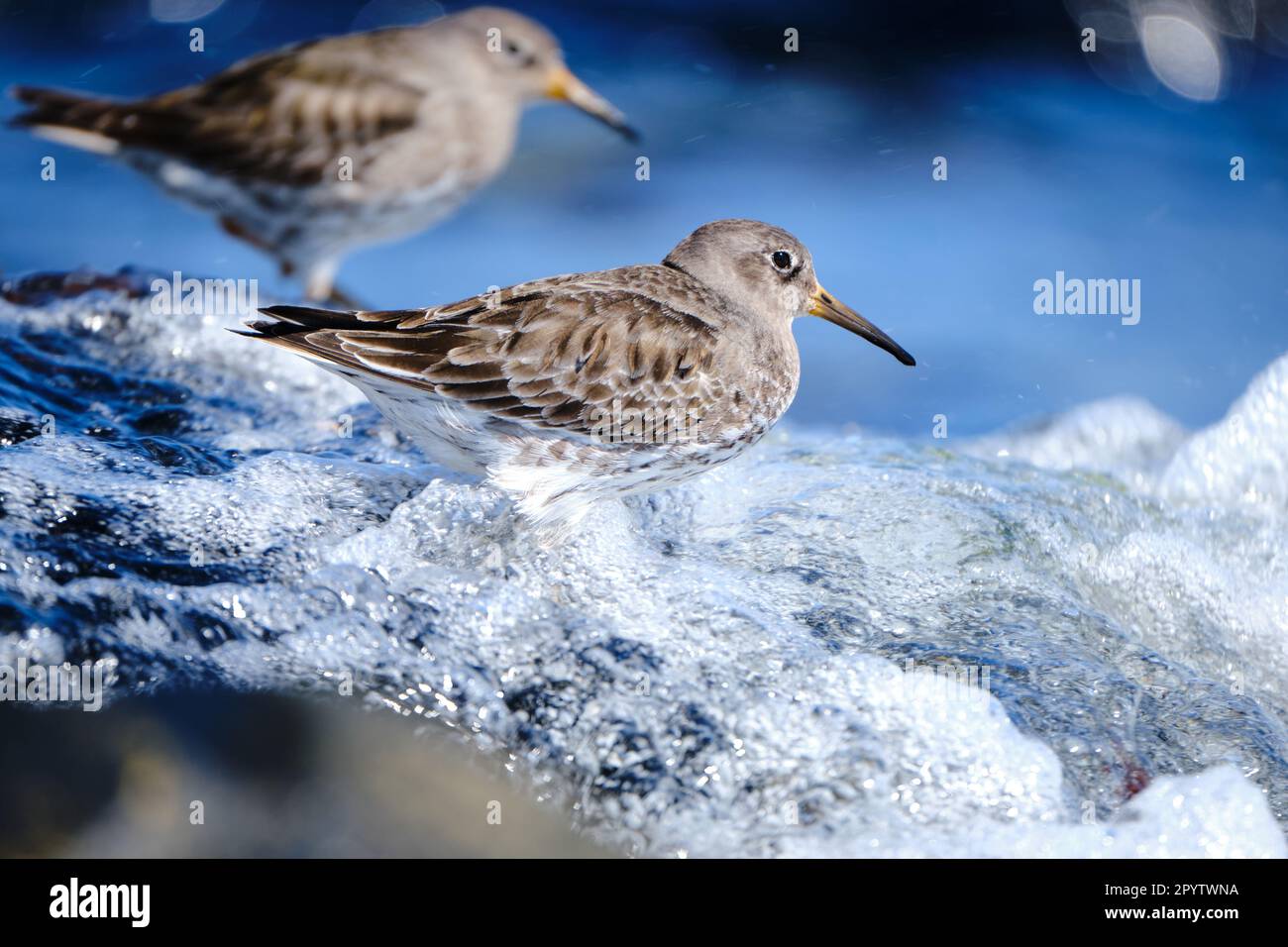 Purple sandpipers on rocky coastal shore hit by a wave Stock Photo