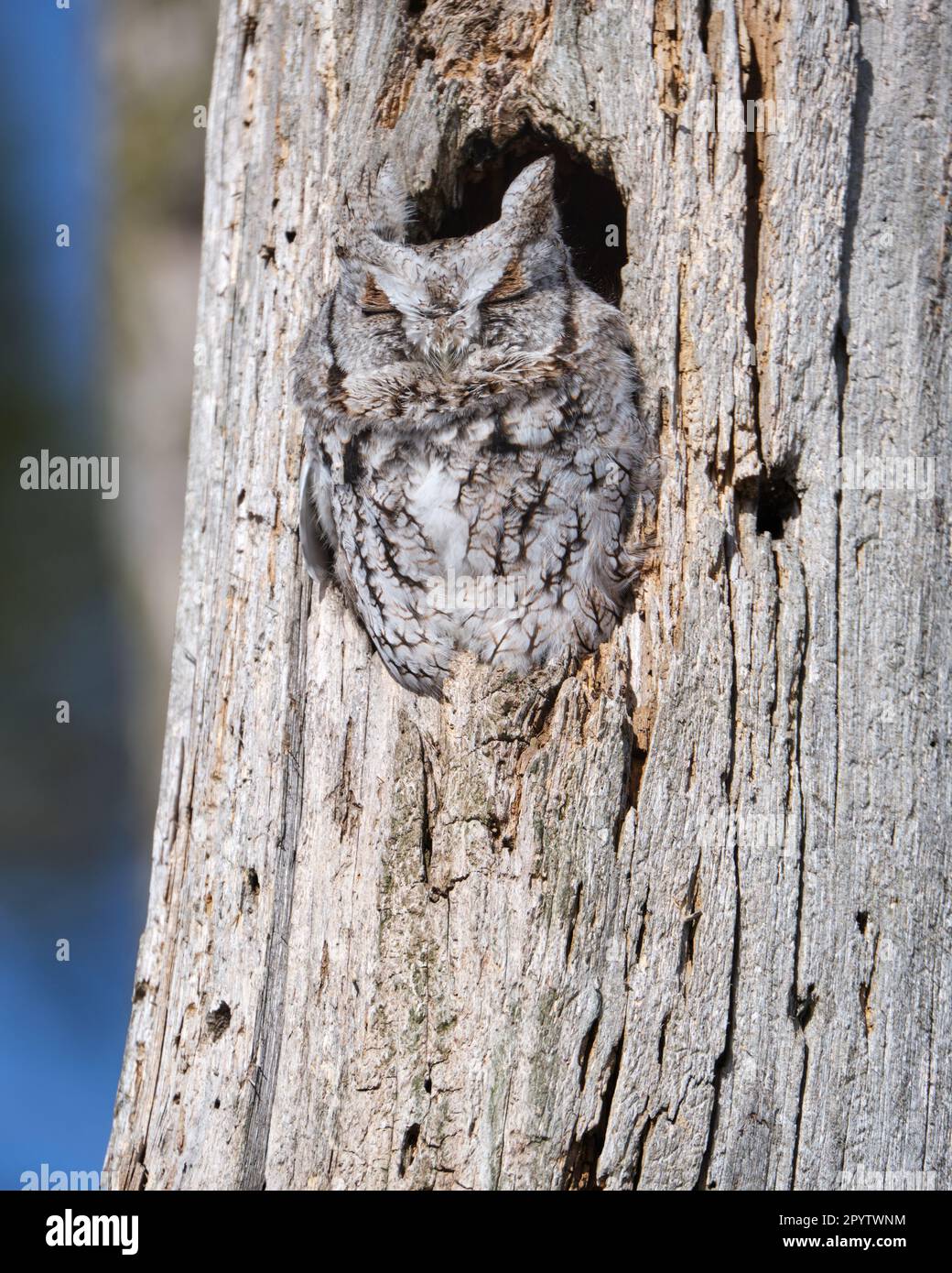 Eastern Screech Owl, sleeping in cavity of a tree Stock Photo