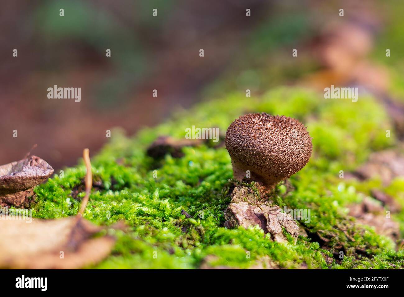Mushroom Lycoperdon puffbal grows among bright green moss Stock Photo