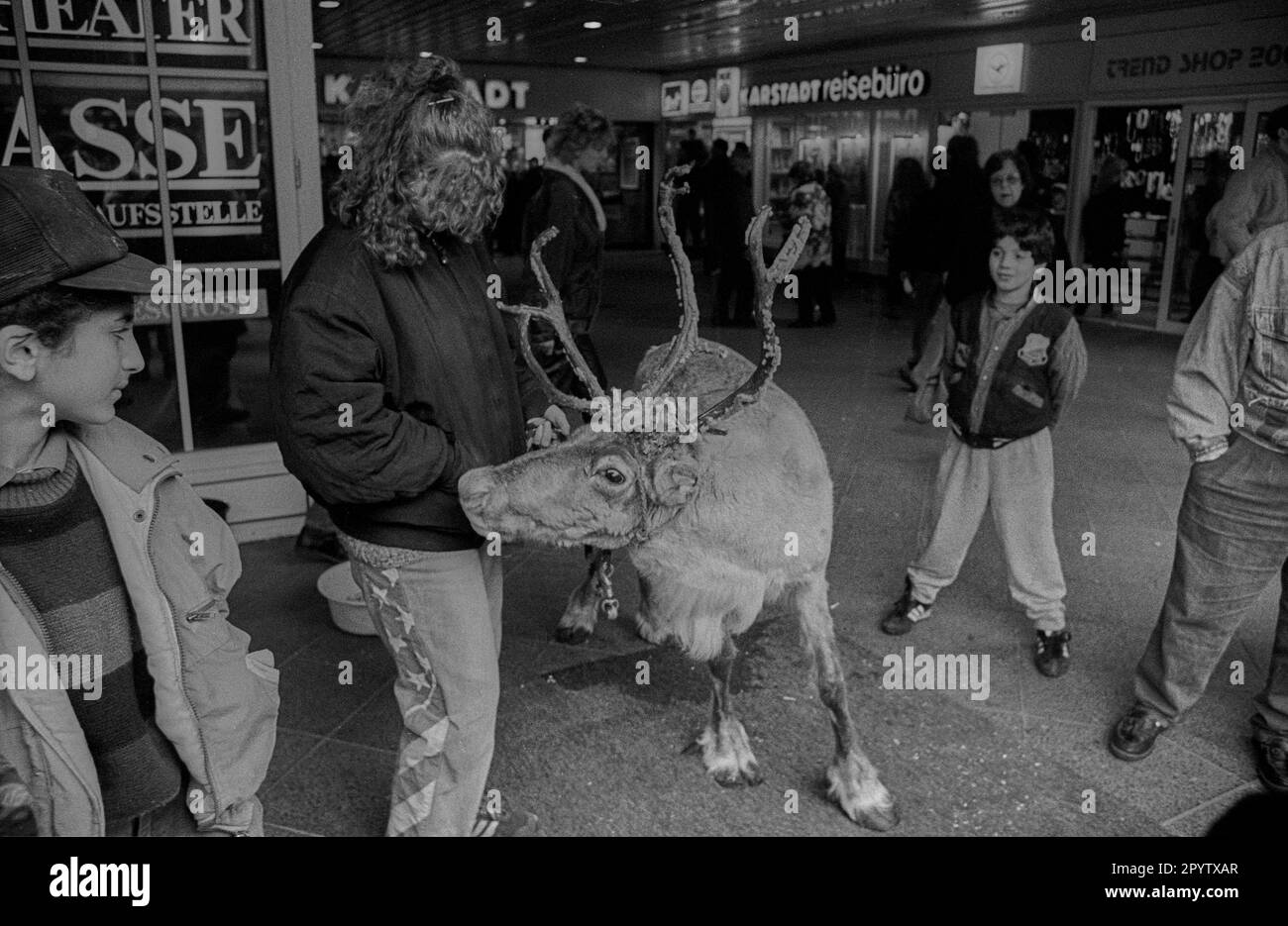 West Berlin, 4.2.1990, reindeer, help for suffering circus animals