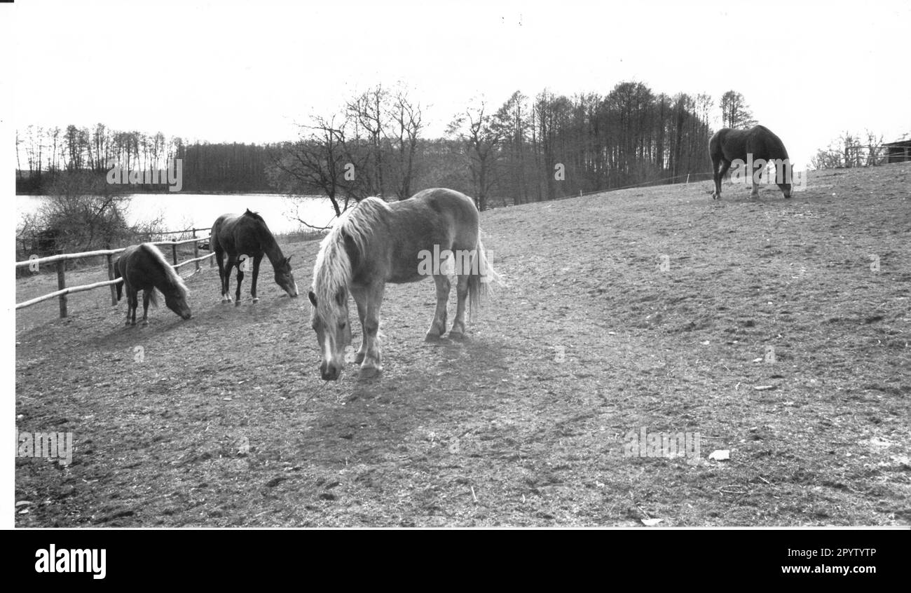 Ewald horse boarding offers in the converted barn. Pension. Lodging. Equestrian