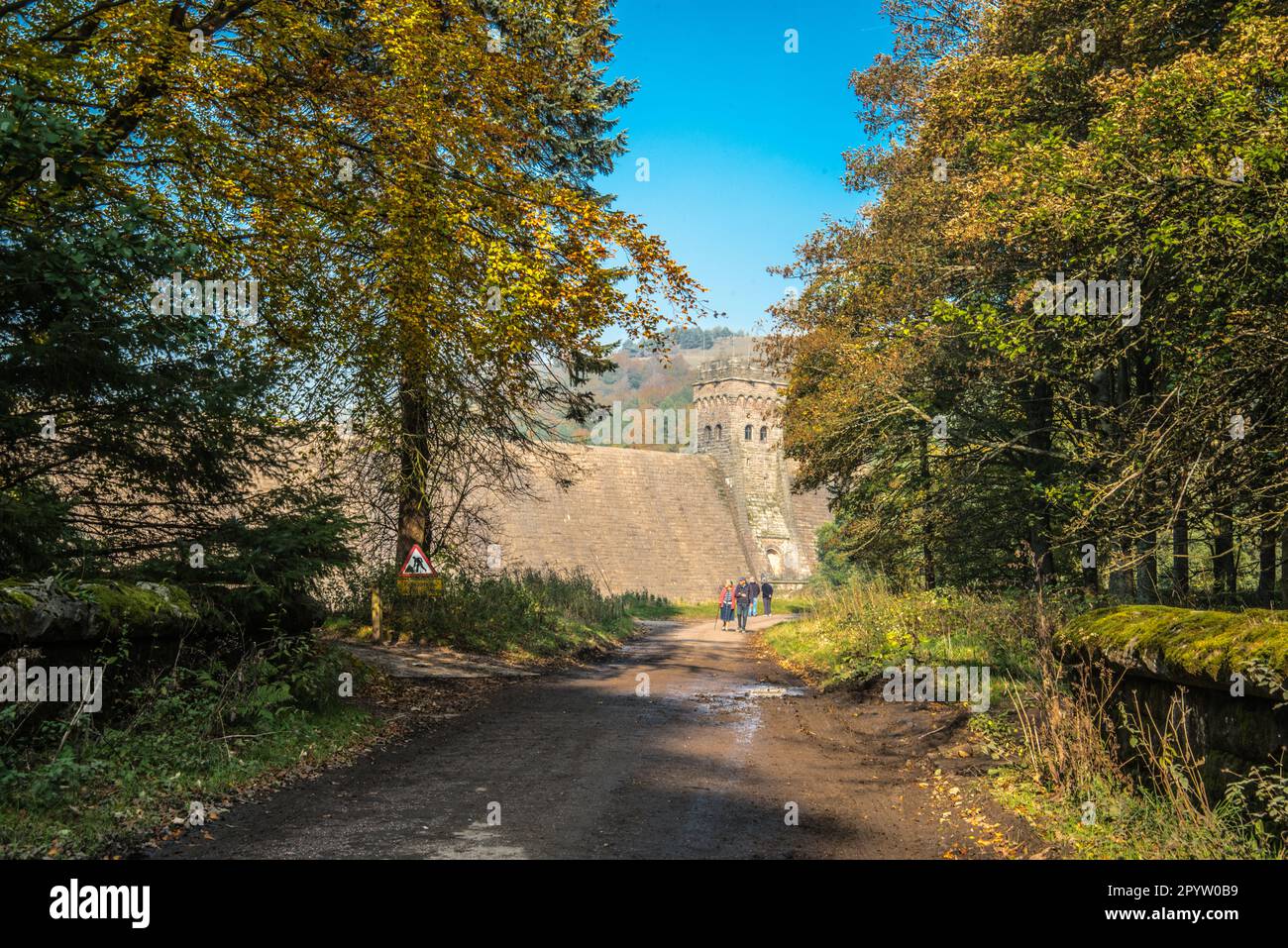 color  of the trees  Raymond Boswell Stock Photo