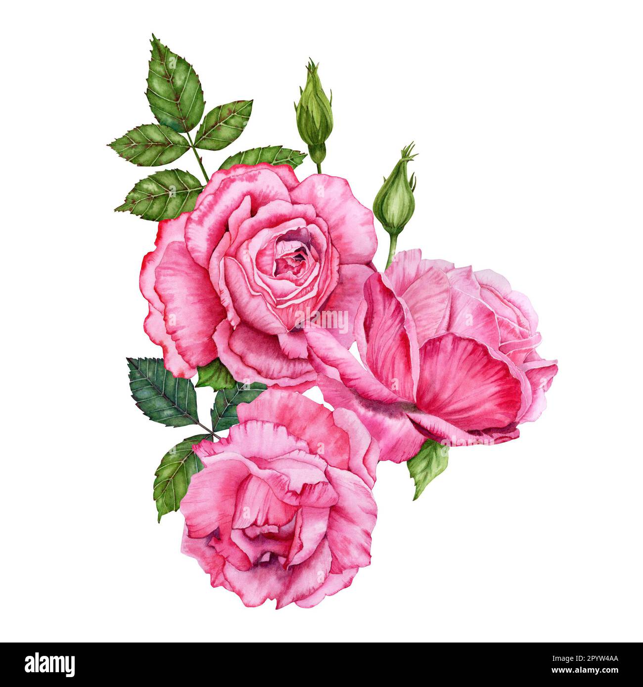 Beautiful botanical watercolor illustration with pink rose flowers and ...