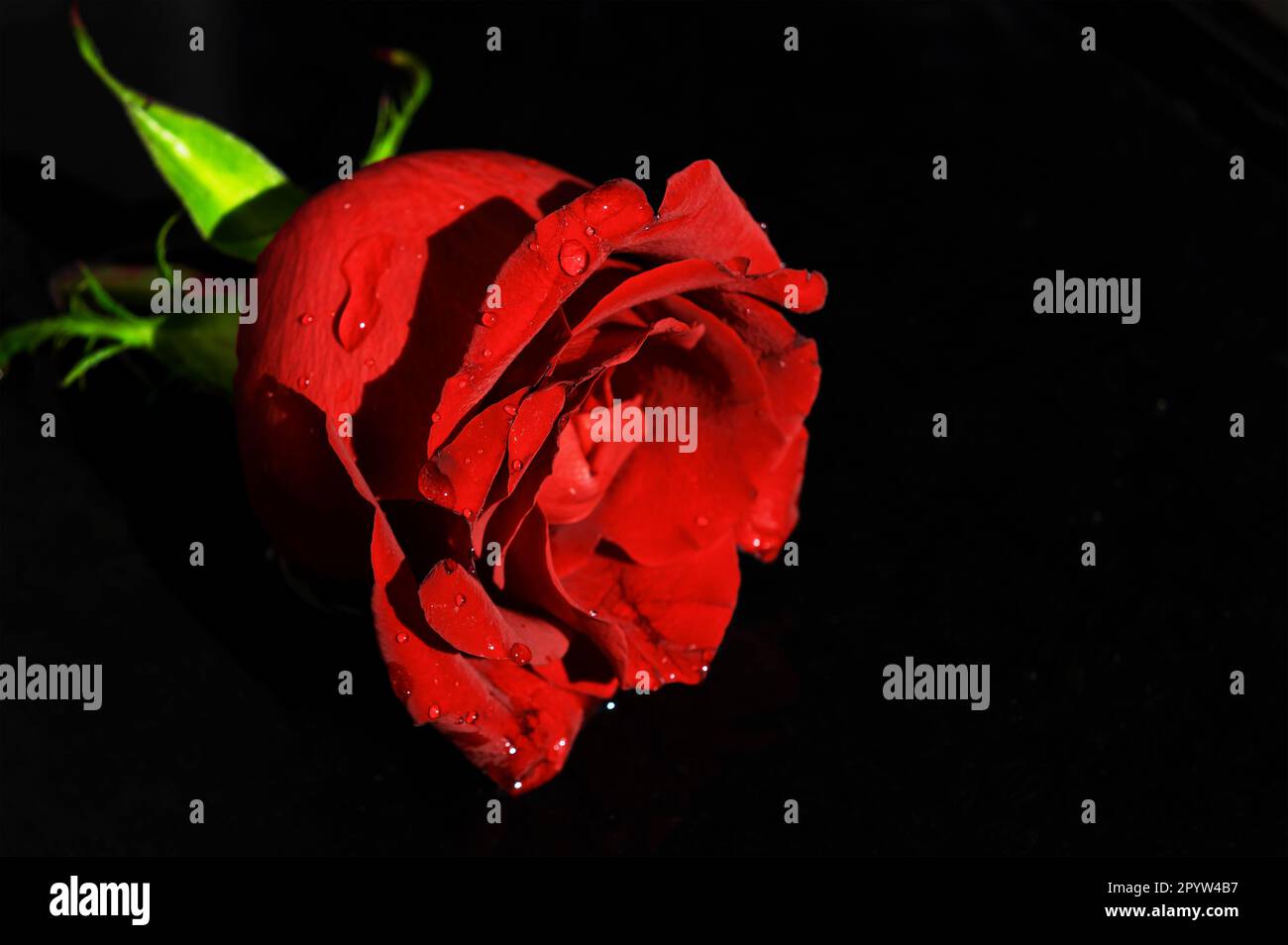 Wet flower of a red rose. Red rose in the water with copy space Stock Photo