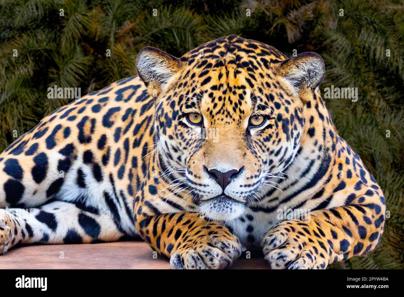 Jaguar (Panthera onca) - Monde Animal