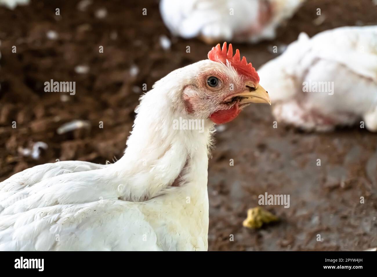 A overweight chicken panting in an indoor farm. A white broiler chicken