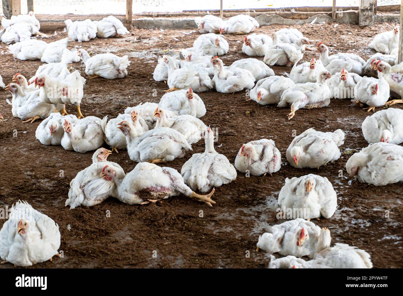 Poultry broiler farm business with group of white chickens in rural
