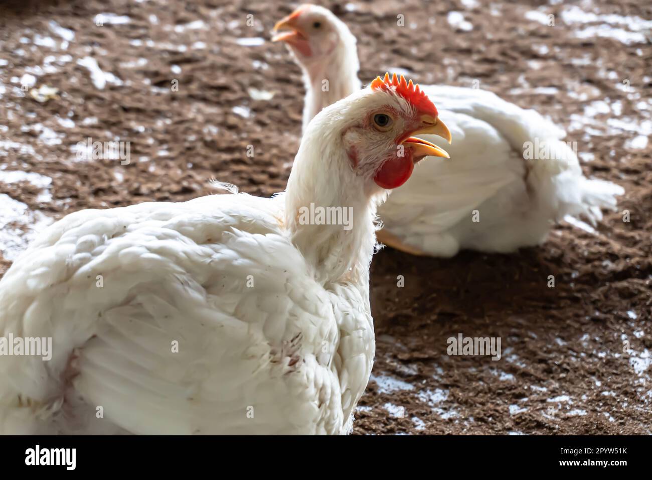 Chicken face, Poultry farm with chicken. Husbandry. A overweight