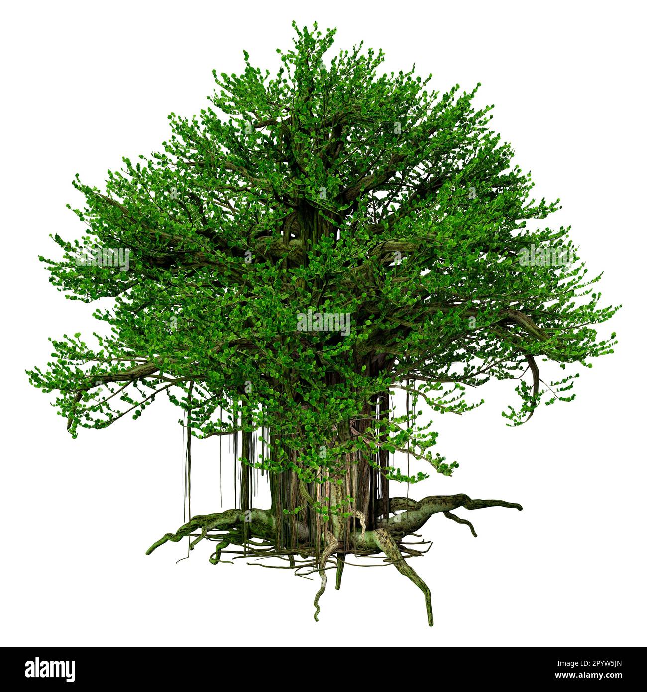 3D rendering of a banyan tree isolated on white background Stock Photo ...