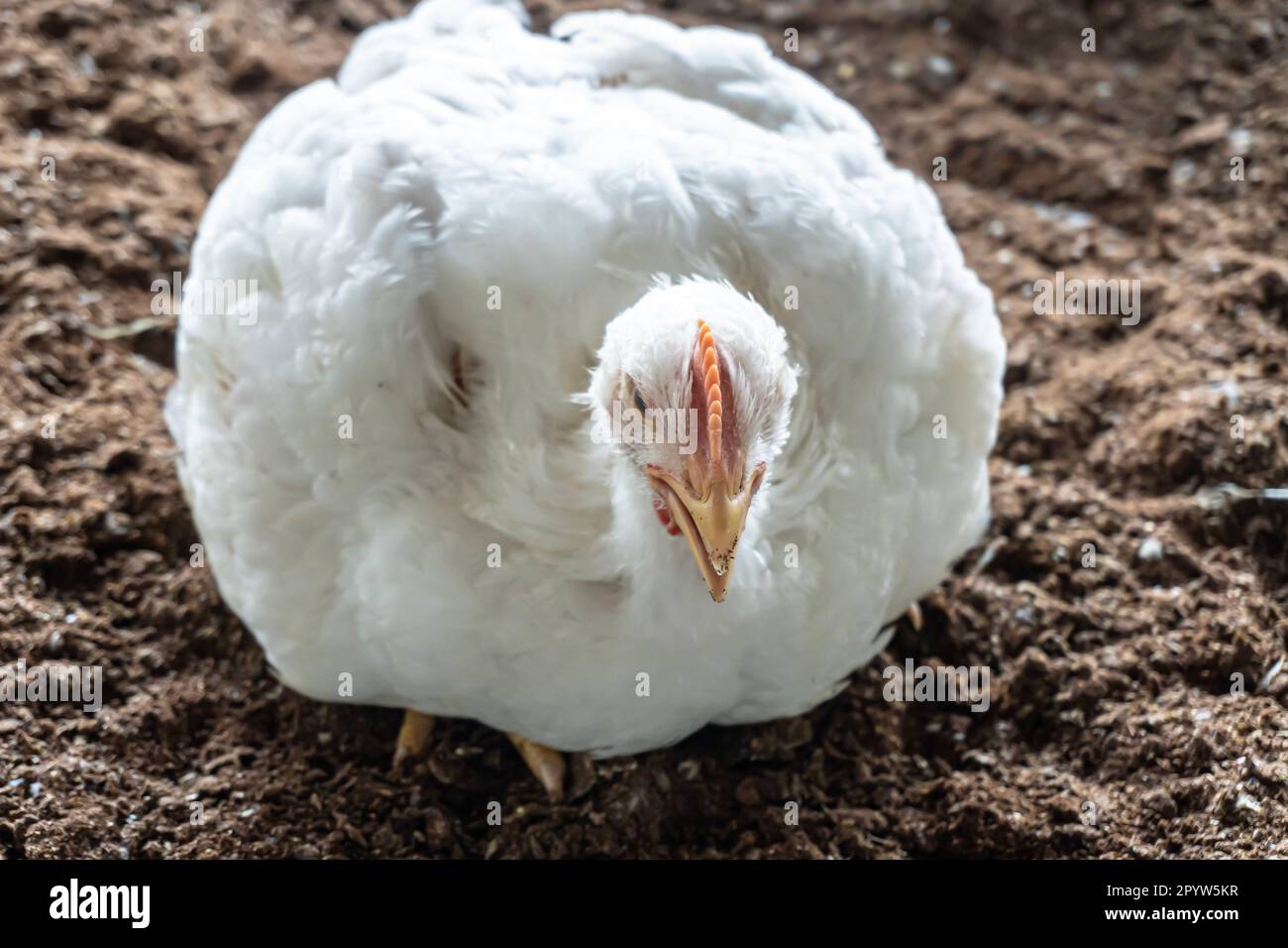  banner of an overweight broiler chicken panting on a hot summer day