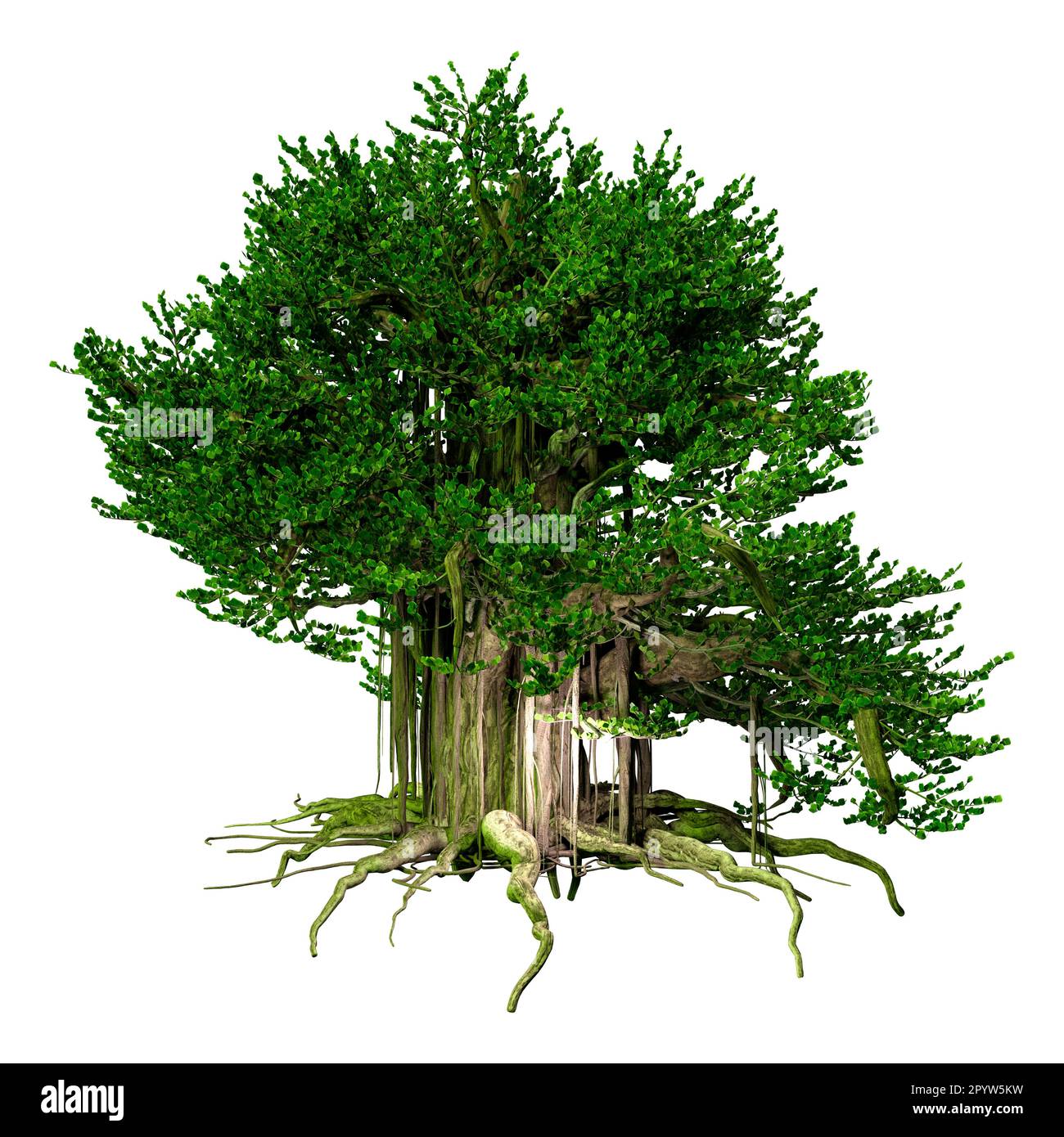 3D rendering of a banyan tree isolated on white background Stock Photo ...