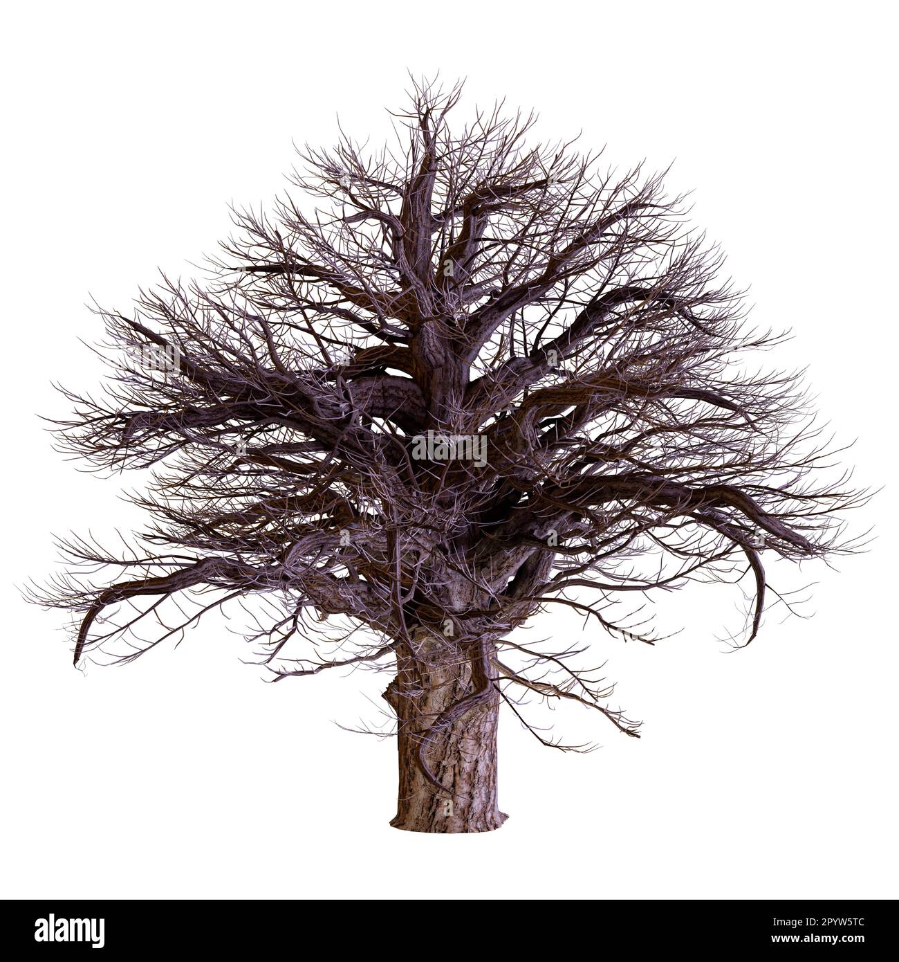3D rendering of a banyan tree isolated on white background Stock Photo ...