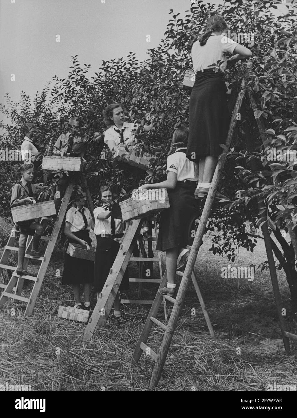 BDM girls help with the harvest in fields near Seeburg: cherry harvest. [automated translation] Stock Photo