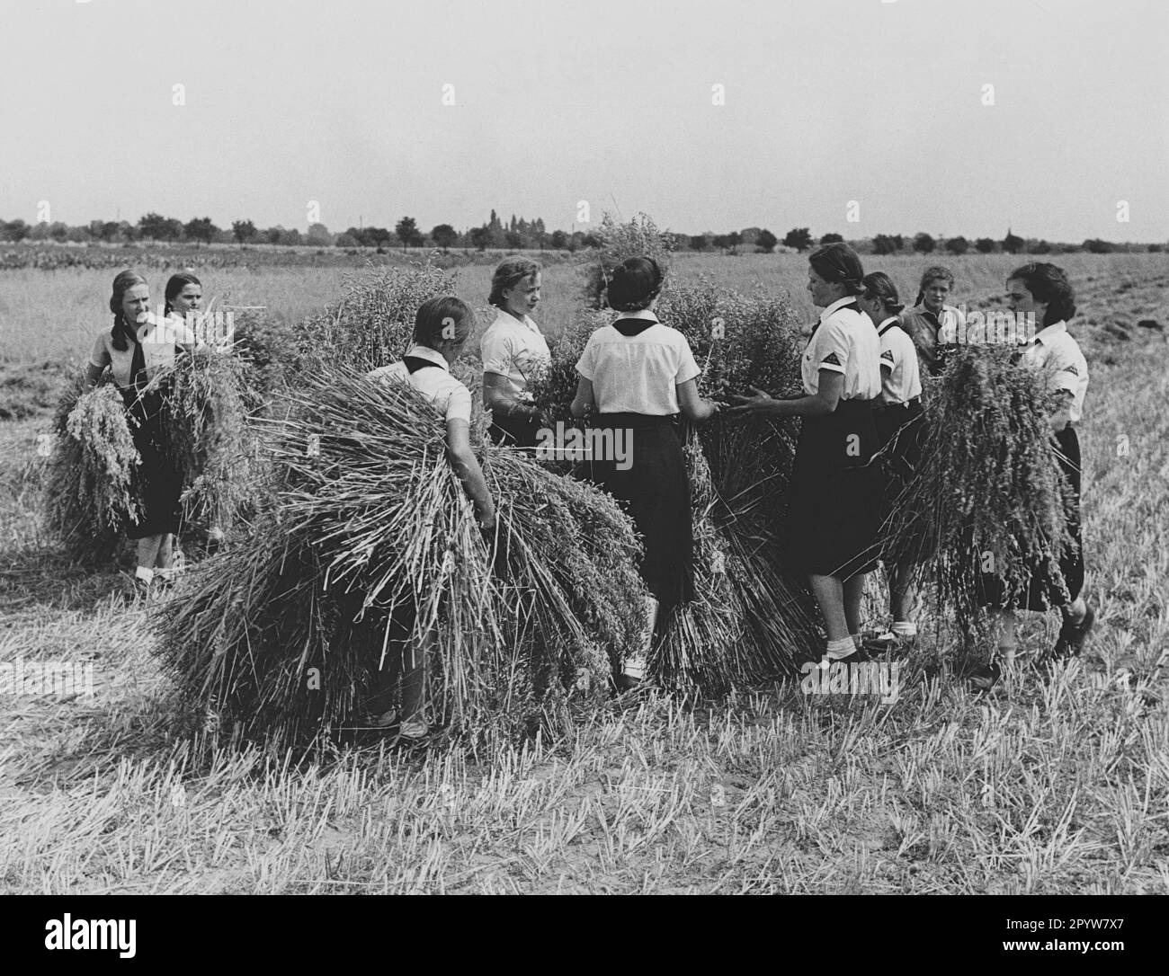 BDM girls helping with the harvest in fields near Seeburg: gathering sheaves of grain in a field. [automated translation] Stock Photo