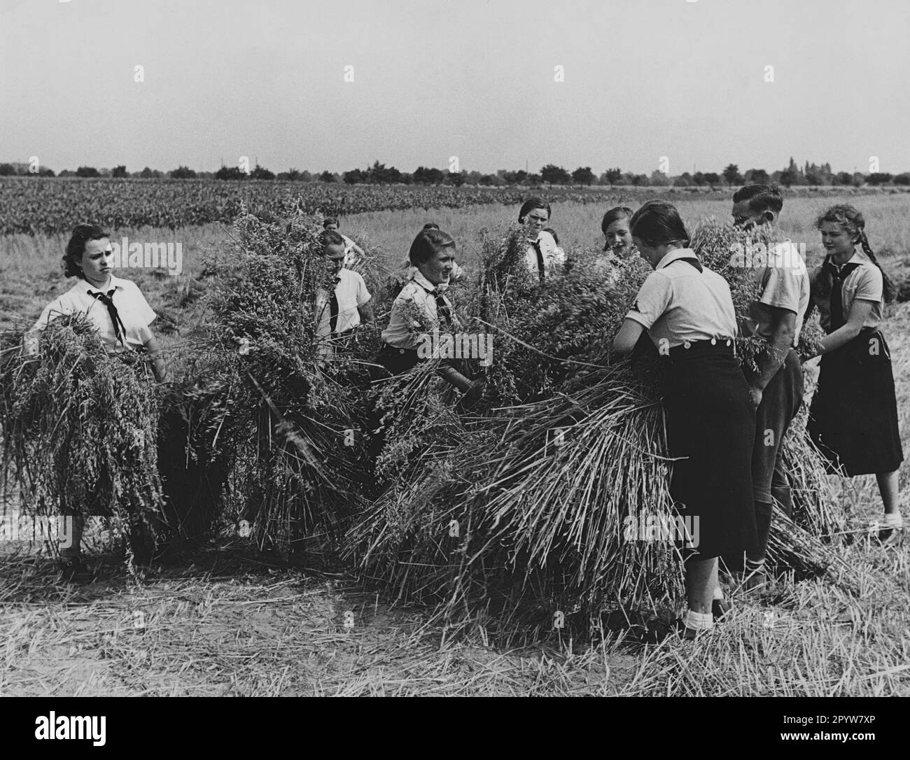 BDM girls helping with the harvest in fields near Seeburg: gathering sheaves of grain in a field. [automated translation] Stock Photo