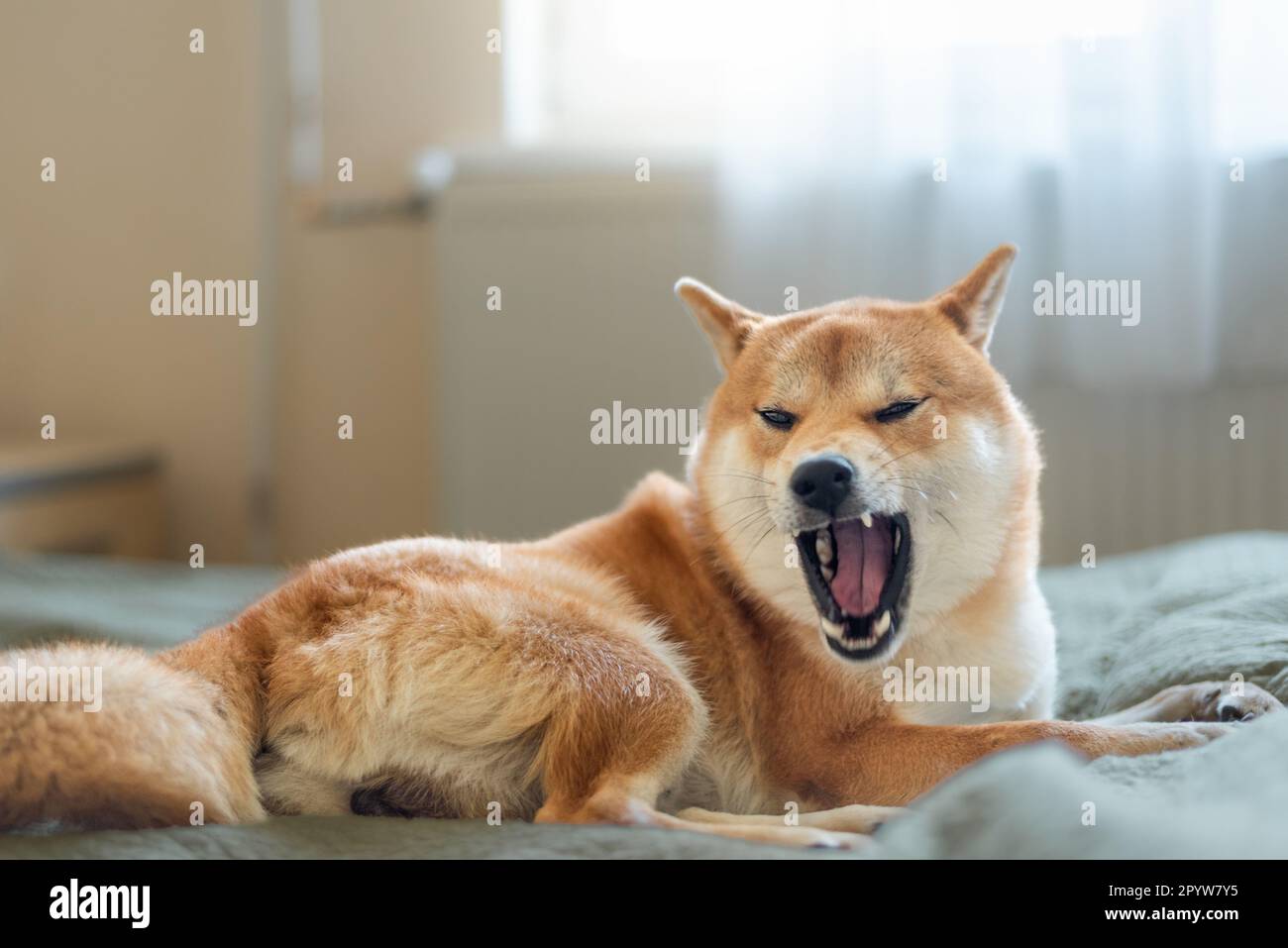 Shiba inu male dog is lying on the bed and yawning Stock Photo Alamy