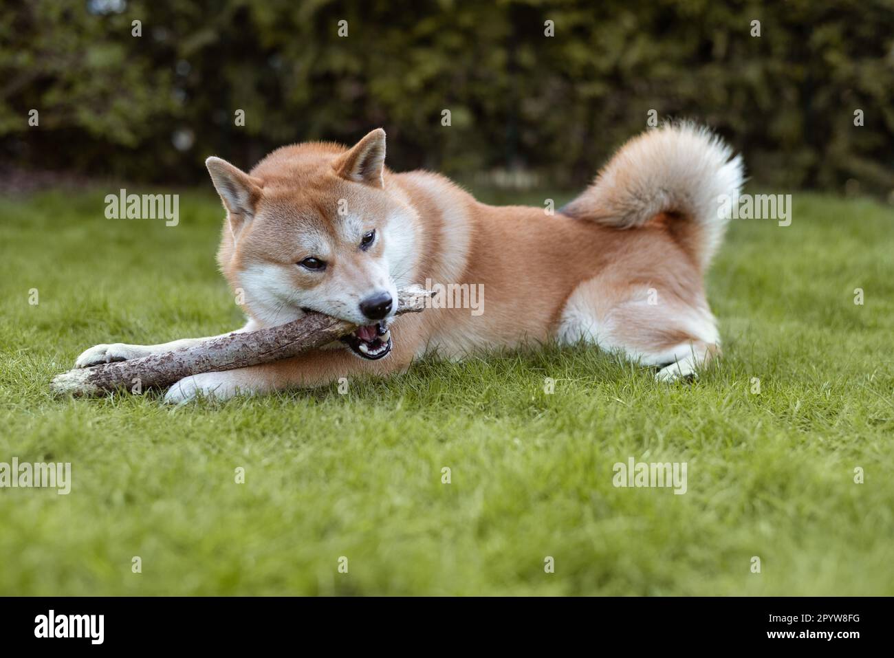Shiba inu dog is gnawing wooden stick in the back yard Stock Photo Alamy