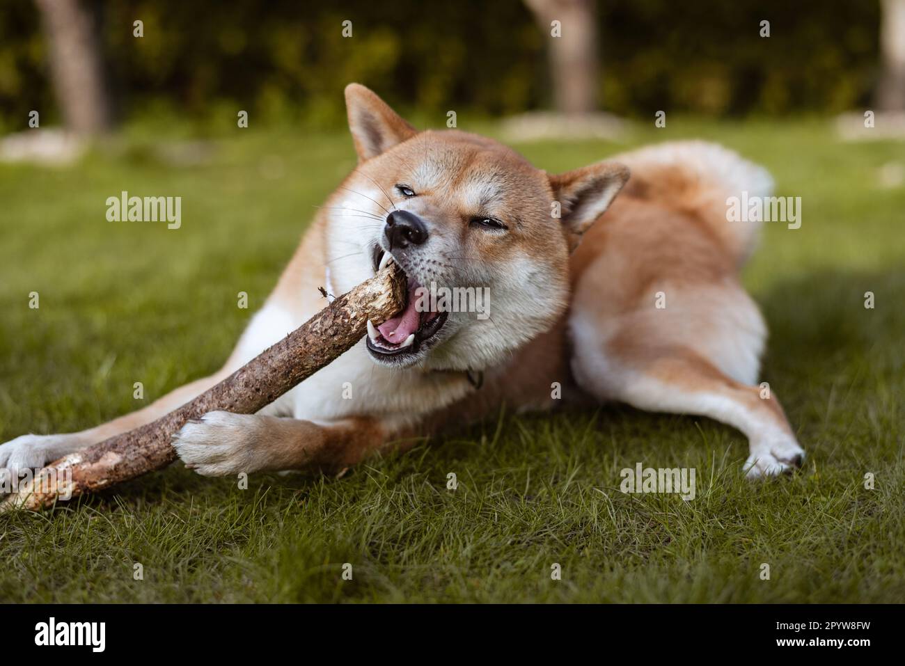 Shiba inu dog is gnawing wooden stick in the back yard Stock Photo Alamy