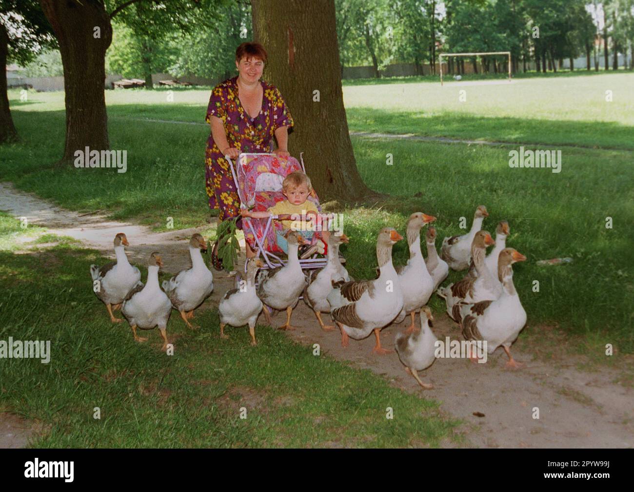 UA / Ukraine / People / 1998 Mother with baby carriage brings the geese to pasture. Ustiluk on the border with Poland, // Animals / Country life / Agrarian [automated translation] Stock Photo