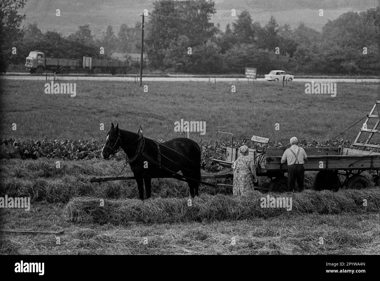 GDR, Oberlichtenau, 09.07.1977, hayfield, farmer Tietze, background: highway Karl-Marx-Stadt - Dresden, truck W50, car Trabant [automated translation] Stock Photo