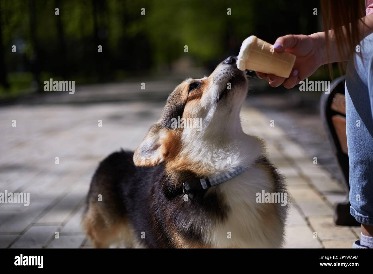 Corgi eating an ice cream dessert. Owner giving cute Pembroke Welsh Corgi  puppy a treat in the park Stock Photo - Alamy, image size:1300x956