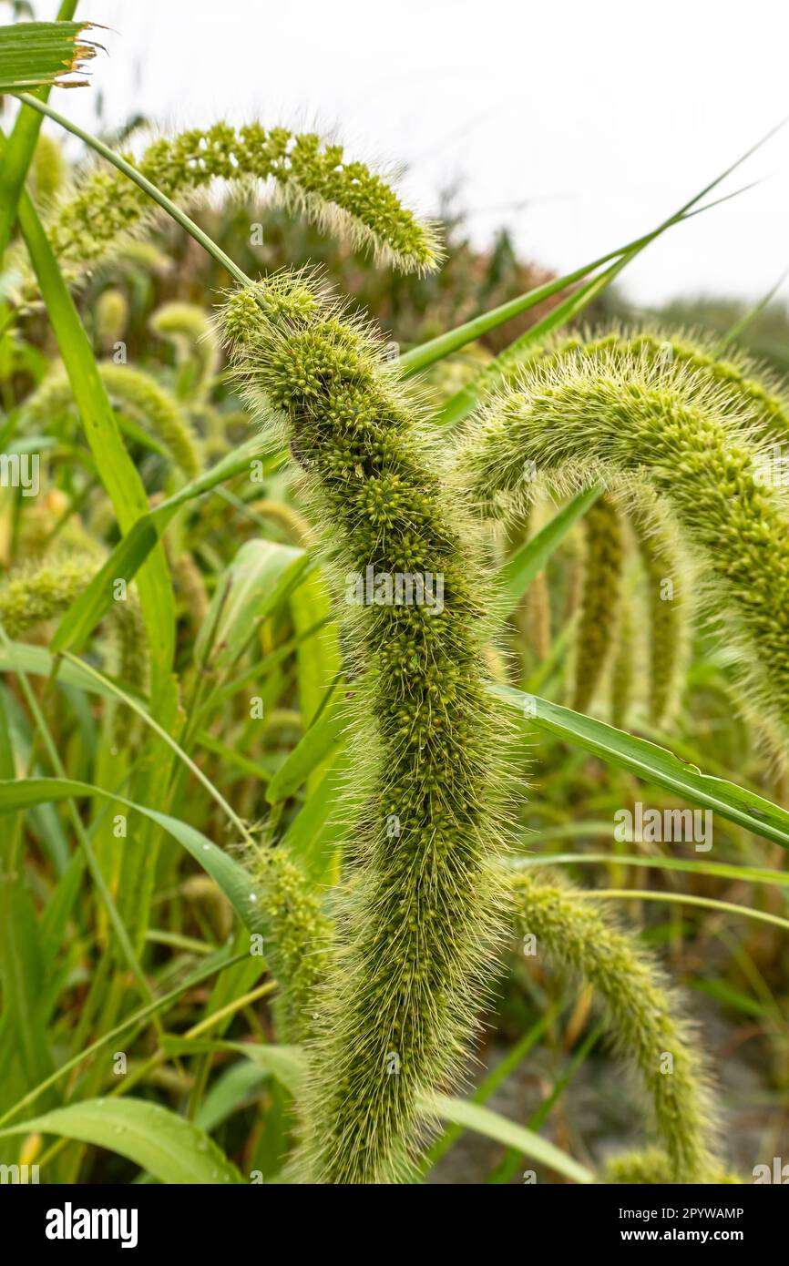PASTORAL LANDSCAPE Foxtail Grass Studio｜CD