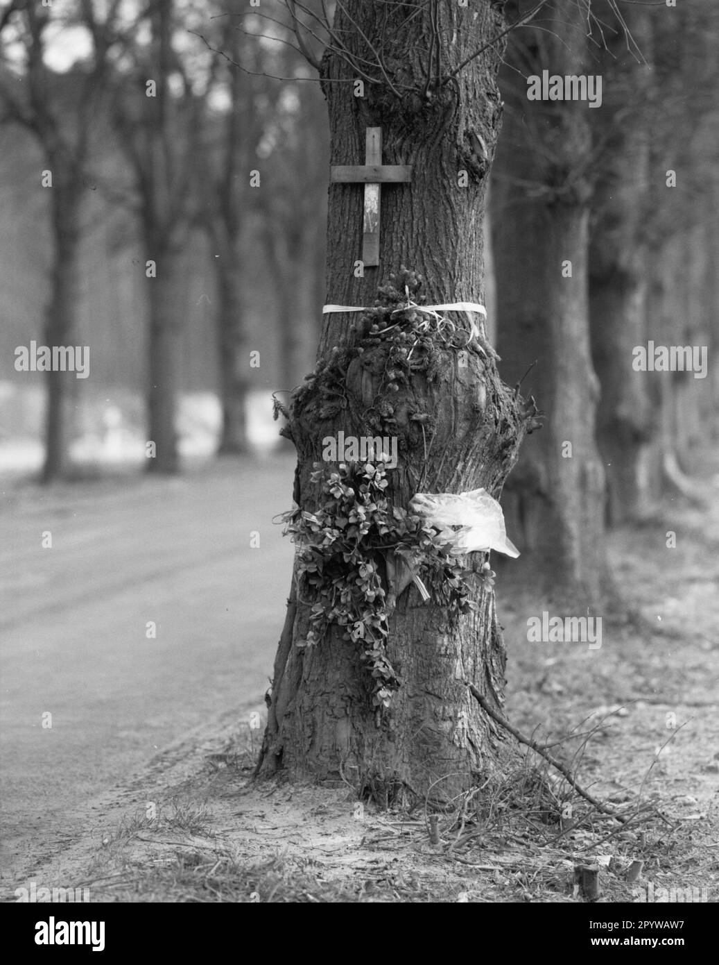 Avenue tree with cross. Traffic, automobile, accident: Cross and flower ...