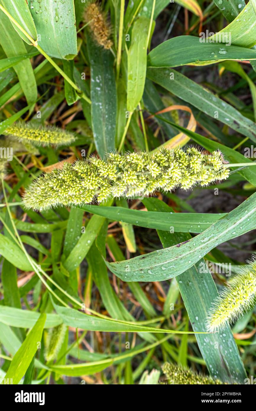 Bird food. View of foxtail millet (Scientific name as Italian millet