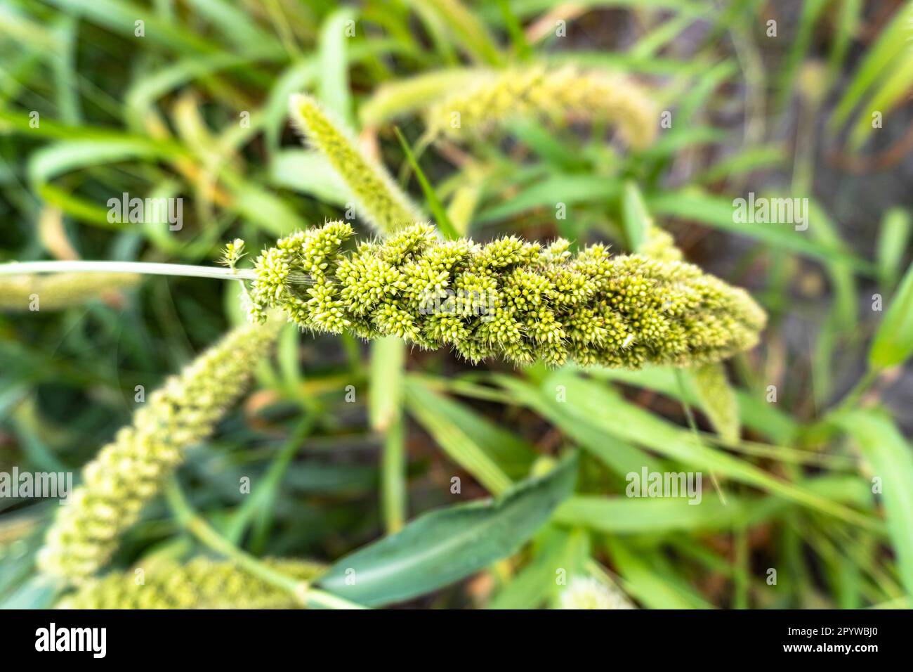 Green ripe foxtail millet after harvest , dwarf setaria , german millet