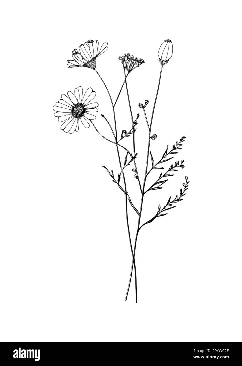 A handdrawn illustration of a single flower on a plain white
