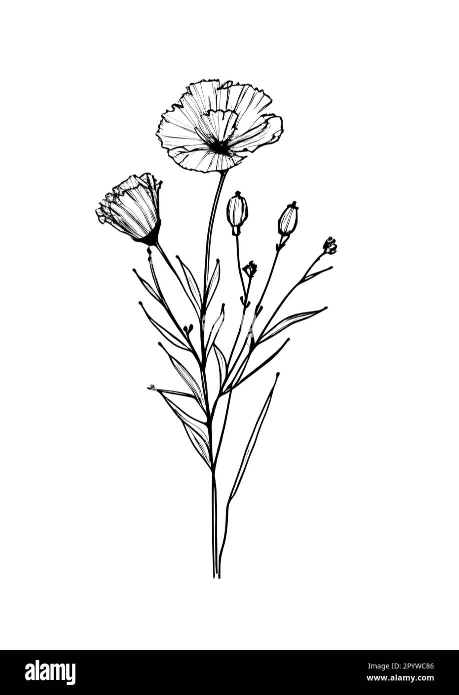 A handdrawn illustration of a single flower on a plain white