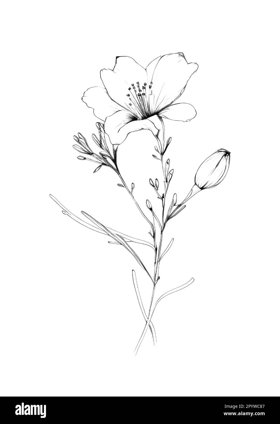 A handdrawn illustration of a single flower on a plain white