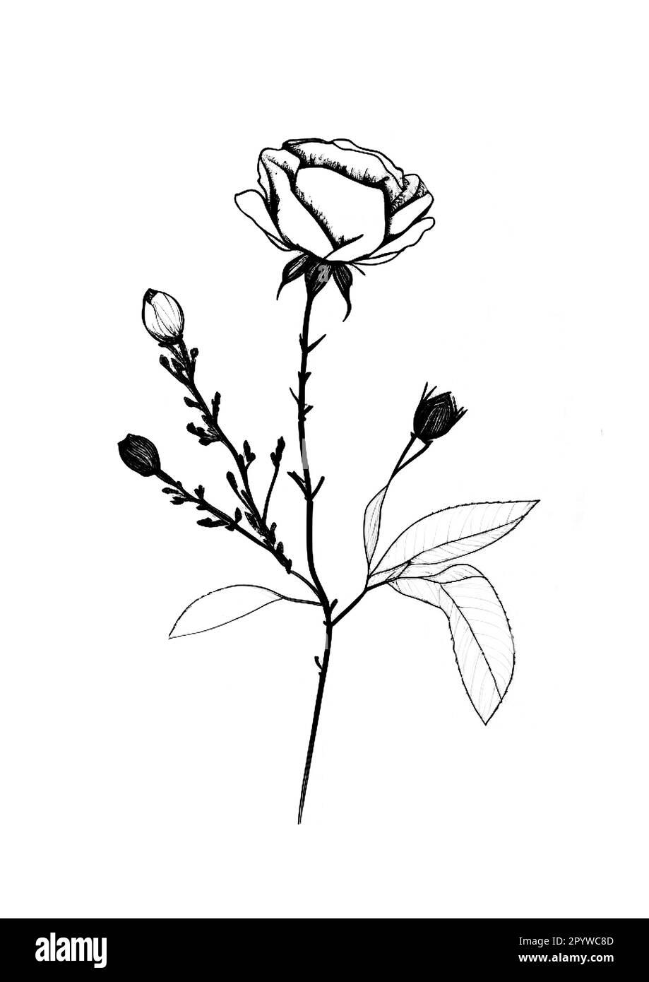 A handdrawn illustration of a single flower on a plain white