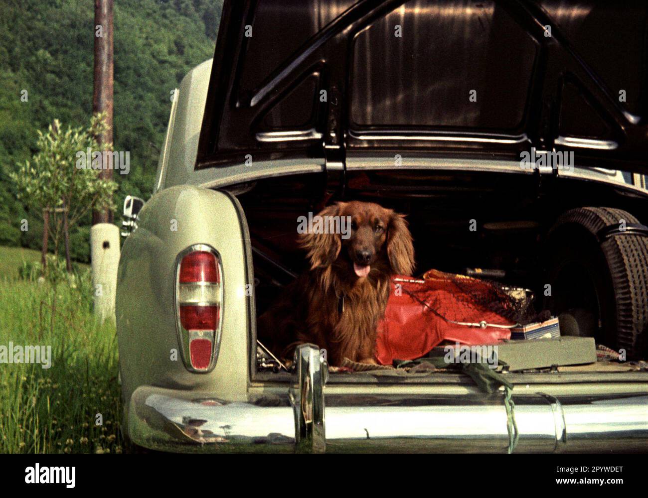 Dachshund in the open trunk of a car. [automated translation] Stock Photo