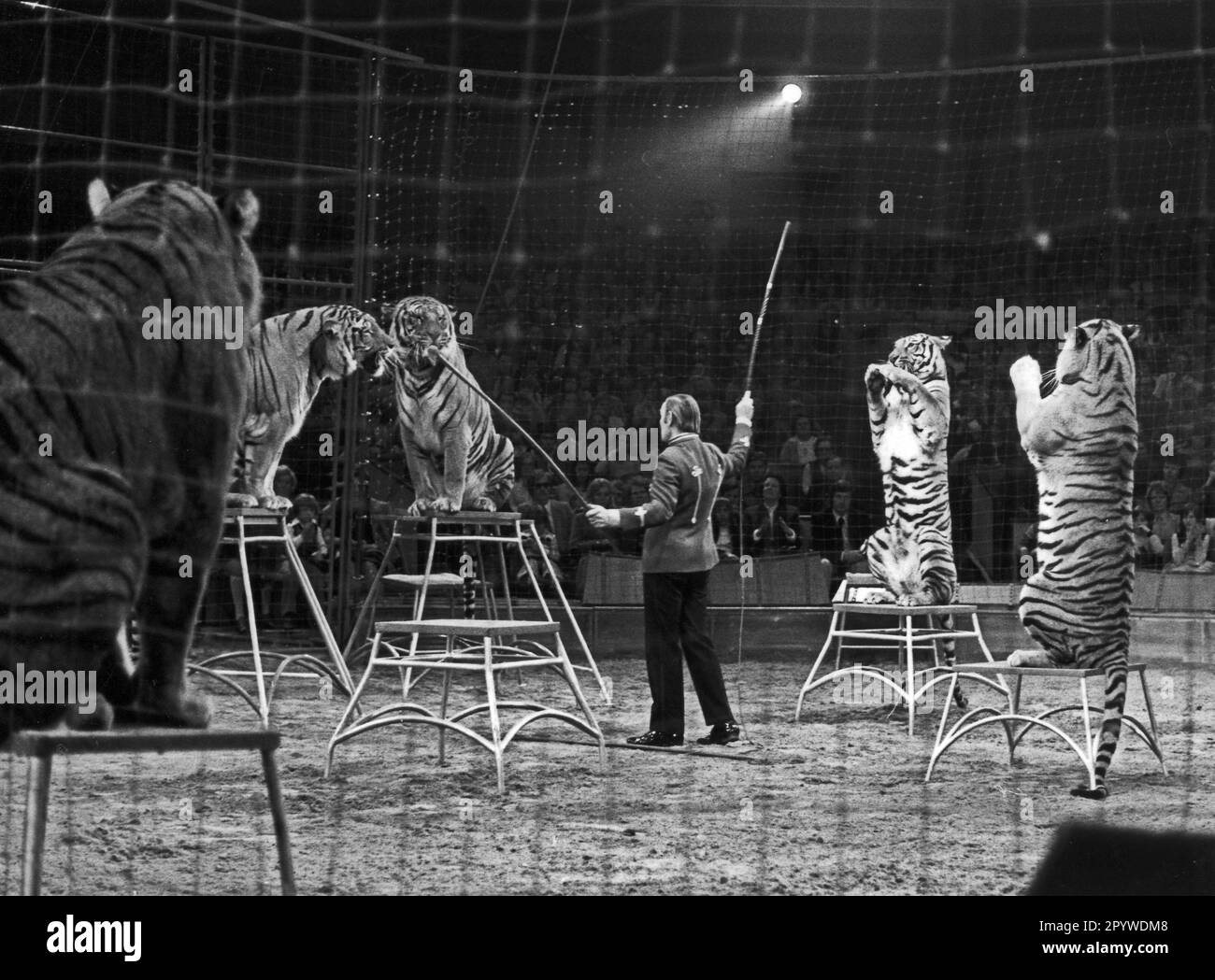 Circus Krone, tiger dressage [automated translation] Stock Photo