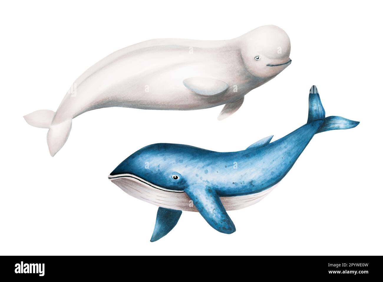 Watercolor beluga and blue whale isolated on white background. Hand painting realistic Arctic and Antarctic ocean mammals. For designers, decoration Stock Photo