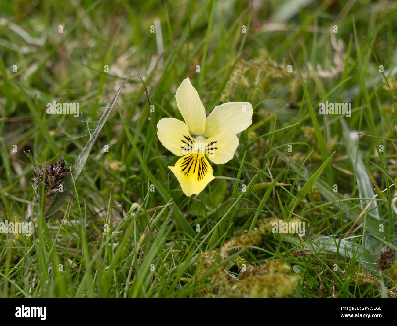 Mountain Pansy, Viola lutea, growing on Titterstone Clee Hill, Shropshire, UK Stock Photo
