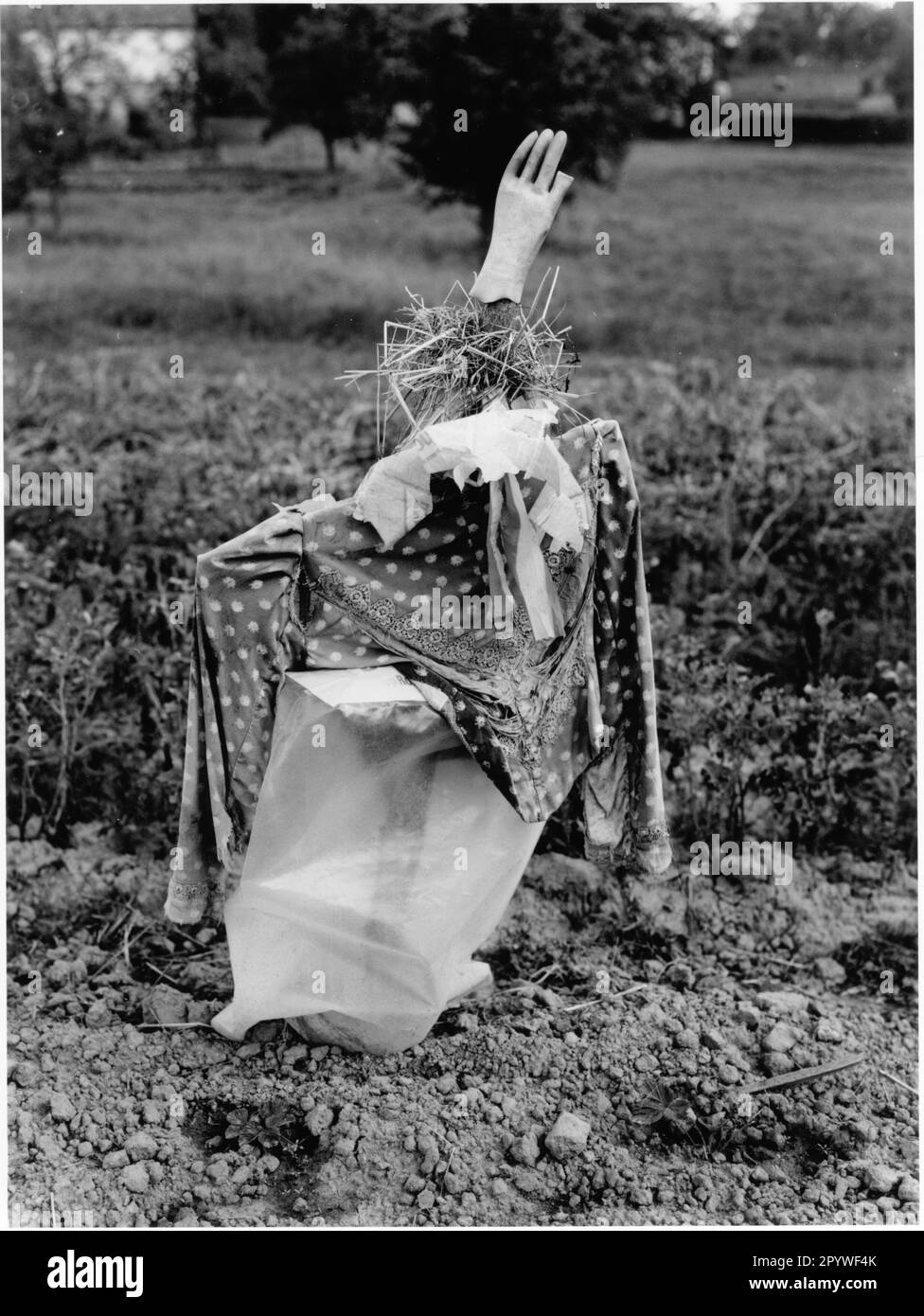 Agriculture, scarecrow. Scarecrow in a field. Figure built from