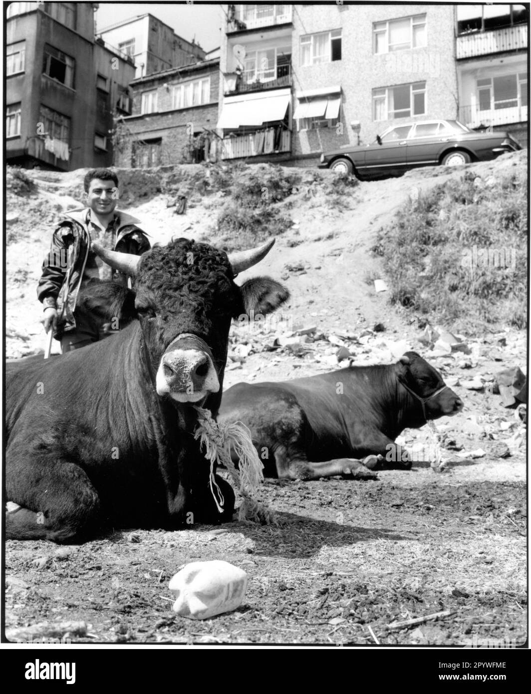 Ethnology: Turkey. Istanbul, Kamsimpasa District: Shepherd with cattle the day before the festival of sacrifice. Black-and-white. Photo, 1994. Stock Photo