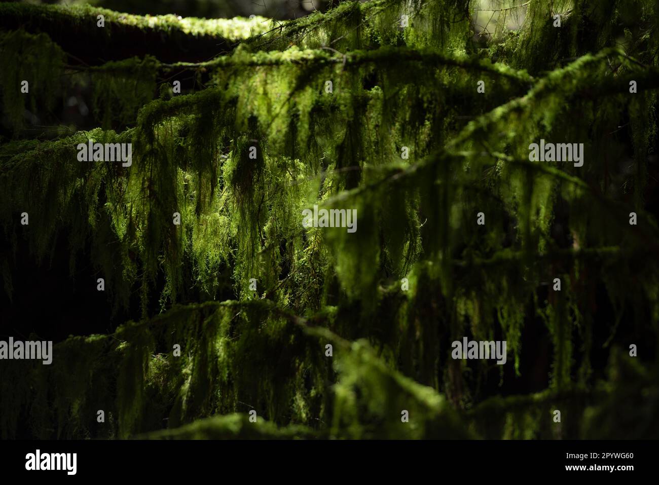Spanish moss drapes tree limbs in Cathedral Grove on Vancouver Island, Canada. Stock Photo
