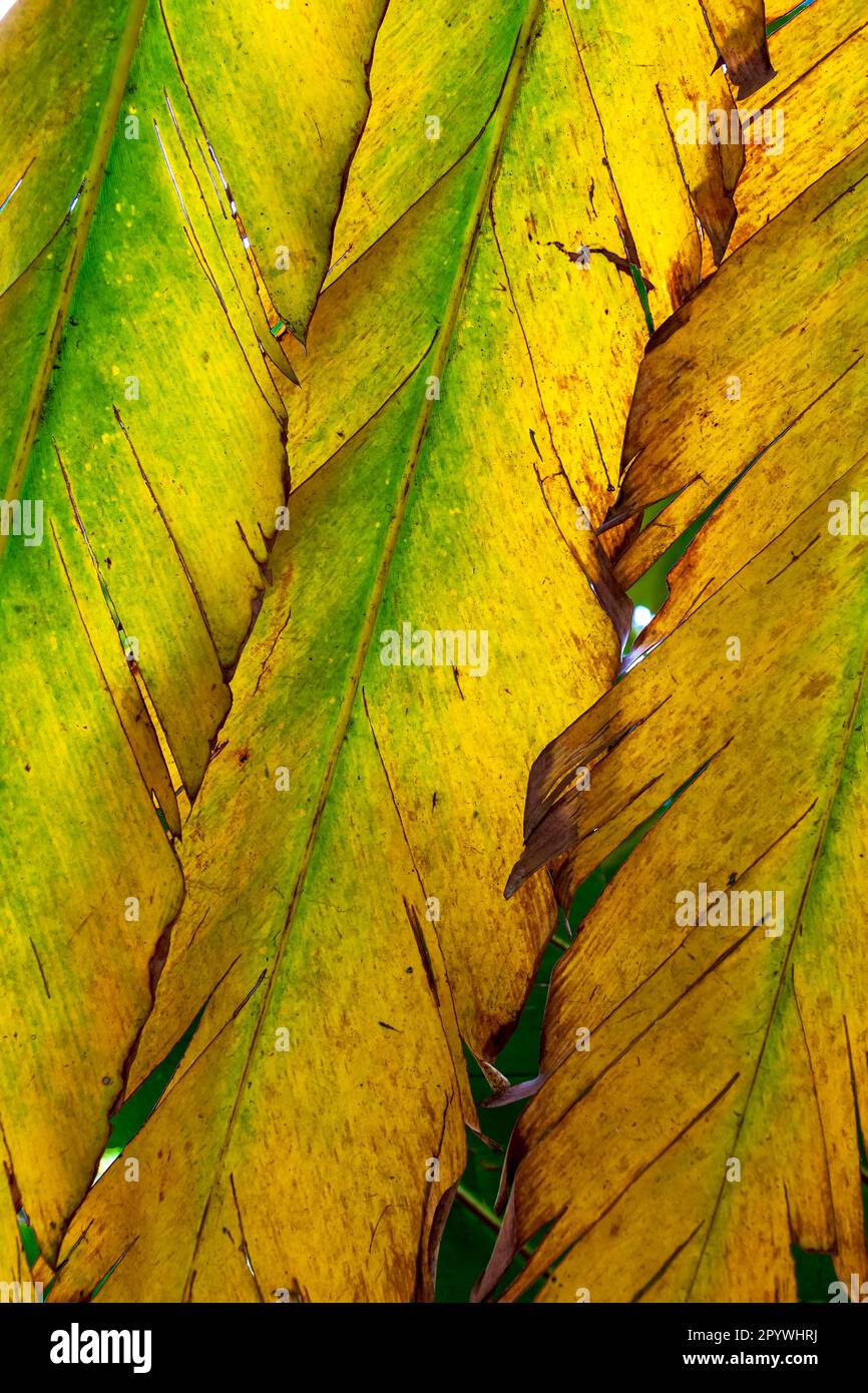 Texture of green and yellow leaves backlit, Brasil Stock Photo Alamy